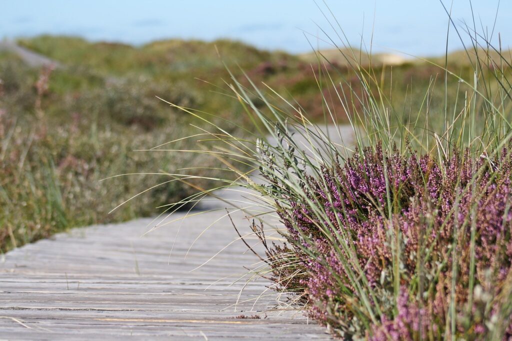 boardwalk, heather, path, nature, dunes, hiking, walk, grasses